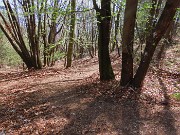 64 Bella la discesa su comodo sentiero tra maestosi carpini neri